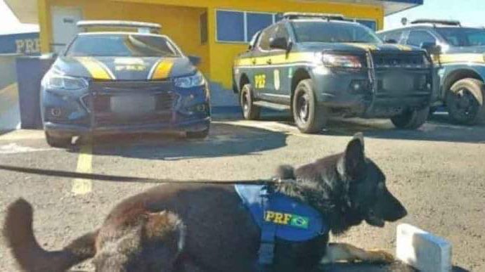 PRF apreende cocaína com ajuda de cão farejador na operação Copa América em Gravataí..