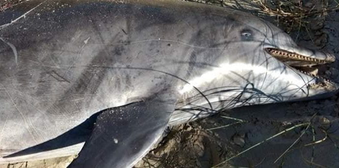 Boto é encontrado morto enrolado em redes de pesca, no Litoral Norte em Imbé.