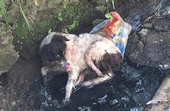 DENUNCIA.. Um cachorro foi encontrado em um Córrego. Leia mais…