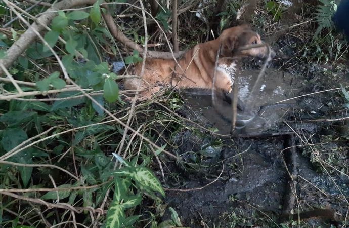 Um cachorro é encontrado, depois de um dia, dentro do esgoto em Gravataí. Leia mais…