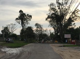 Vento forte danifica casas e derruba árvores em Porto Alegre