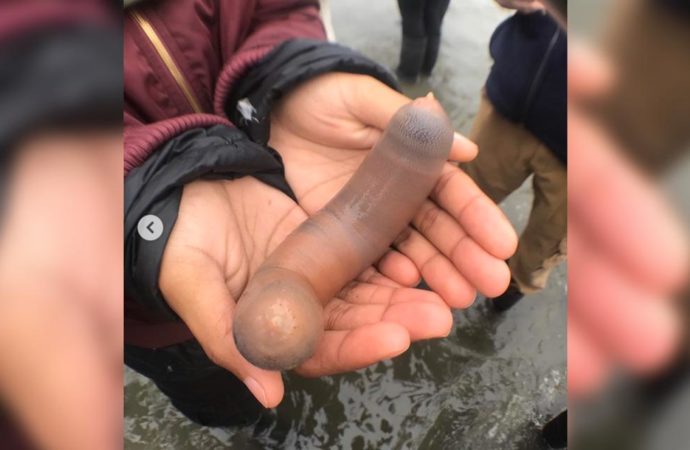 Areia de praia desaparece coberta por milhares de peixes-pênis