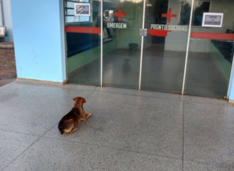 Cachorro passa a noite na porta de hospital à espera do dono internado