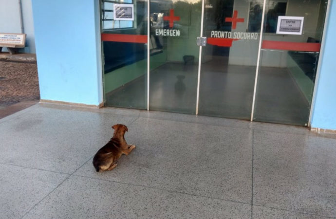 Cachorro passa a noite na porta de hospital à espera do dono internado