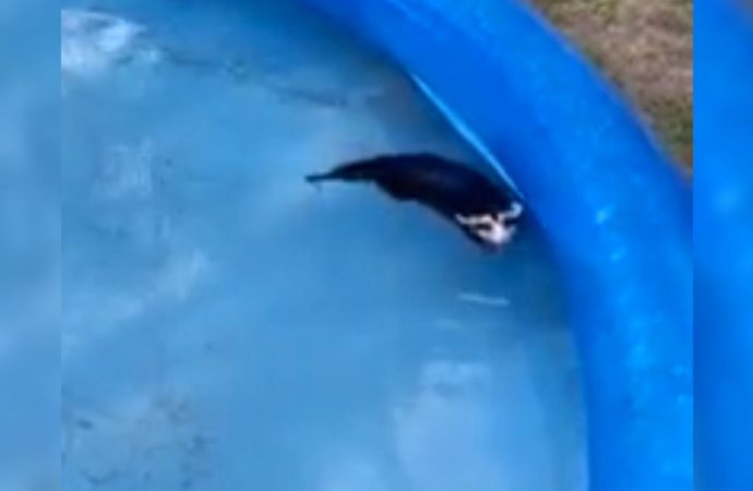 VÍDEO: De “boas” na piscina veranistas flagram gambá nadando no litoral norte