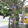 VÍDEOS/FLAGRANTE: Homem podando árvore de aproximadamente 12 metros de altura