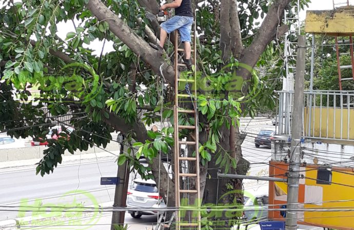 VÍDEOS/FLAGRANTE: Homem podando árvore de aproximadamente 12 metros de altura