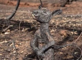 Incêndio na Austrália: Foto comovente flagra canguru filhote carbonizado preso em cerca