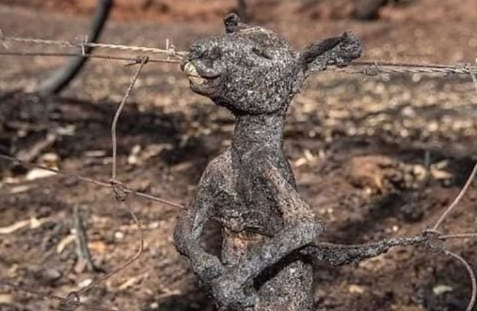 Incêndio na Austrália: Foto comovente flagra canguru filhote carbonizado preso em cerca