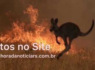 Incêndio na Austrália: Foto comovente flagra canguru filhote carbonizado preso em cerca