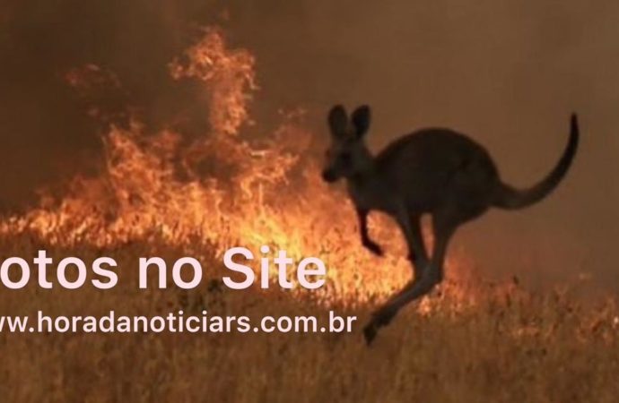 Incêndio na Austrália: Foto comovente flagra canguru filhote carbonizado preso em cerca