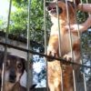 Caso Tintim reforça campanha sobre a adoção de animais