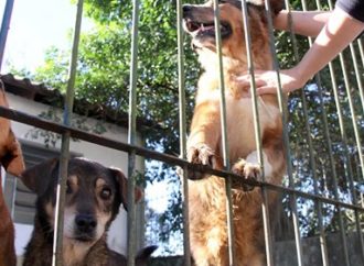 Caso Tintim reforça campanha sobre a adoção de animais