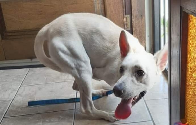 Cãozinho com deficiência é abandonado duas vezes no mesmo dia em São Leopoldo