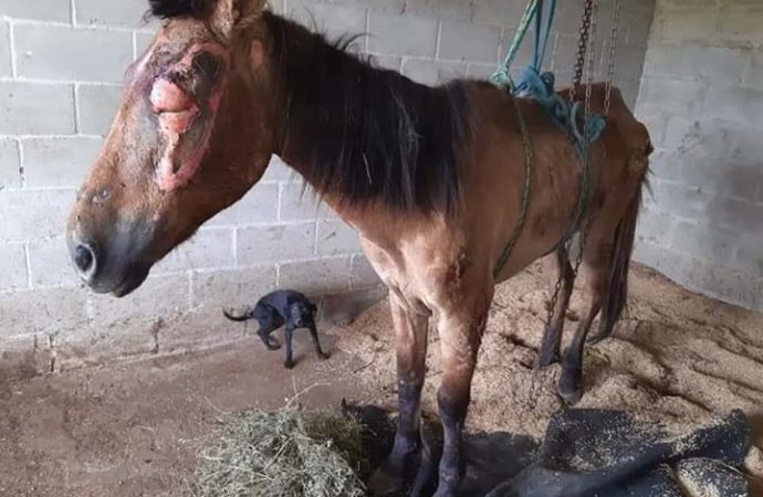 Égua foi deixada para morrer em Gravataí, cheia de escoriações e queimaduras