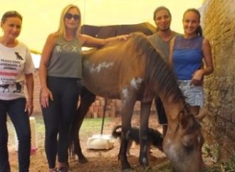 Após ser abandonado no sábado, cavalo recebe abrigo e o nome de Frederico em Sapucaia