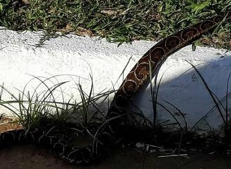 Coral, jararaca e cruzeira são os principais tipos de cobras nativas encontradas na região