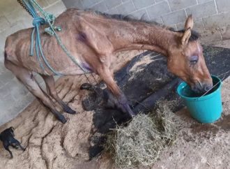 Morre égua ferida resgatada pelo Canil de Gravataí