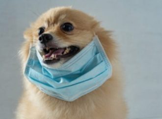 Lulu da Pomerania testa positivo para coronavírus; caso pode ser o primeiro em animais de estimação