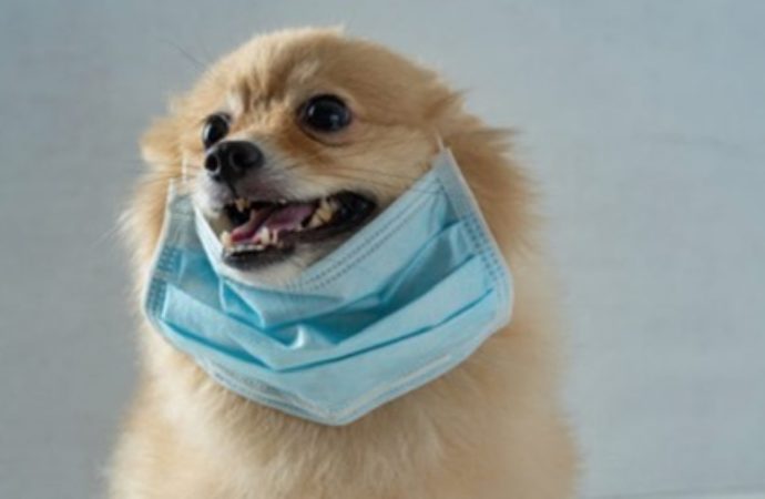 Lulu da Pomerania testa positivo para coronavírus; caso pode ser o primeiro em animais de estimação