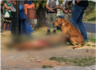 Cão desolado não abandona corpo de dono morto a facadas no RS