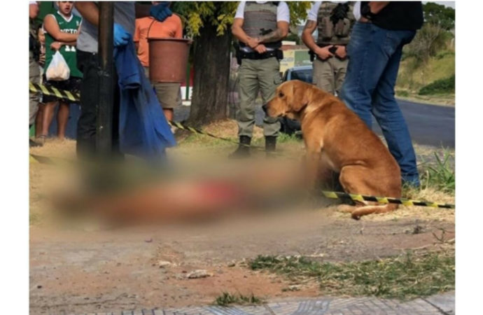 Cão desolado não abandona corpo de dono morto a facadas no RS