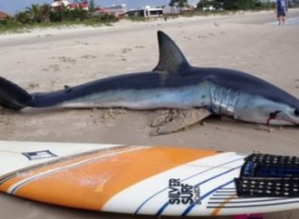 Tubarão-azul é encontrado encalhado em praia do litoral do Paraná