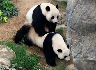 Pandas aproveitam zoológico vazio na quarentena para acasalar após dez anos