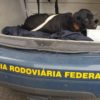 Em Gravataí, cachorro é resgatado na BR 290 pela Polícia Rodoviária