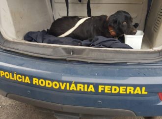Em Gravataí, cachorro é resgatado na BR 290 pela Polícia Rodoviária