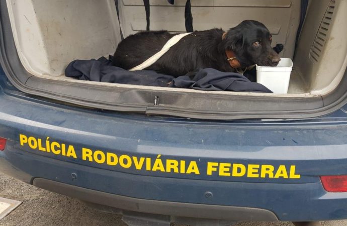 Em Gravataí, cachorro é resgatado na BR 290 pela Polícia Rodoviária