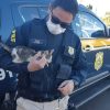 PRF resgata filhote de gato arremessado para fora de carro na BR 116