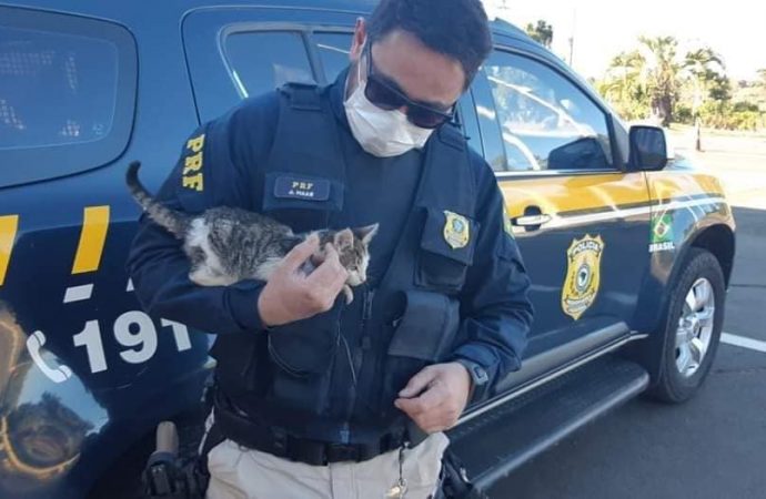 PRF resgata filhote de gato arremessado para fora de carro na BR 116