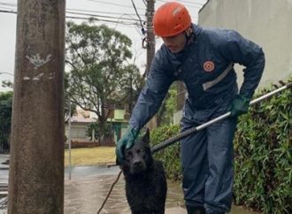 Duplo final feliz cão é resgatado de córrego e adotado em seguida