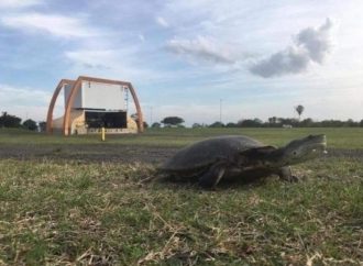Secretaria Municipal do Meio Ambiente emite nota sobre ninhos de tartarugas encontrados no Anfiteatro Pôr do Sol