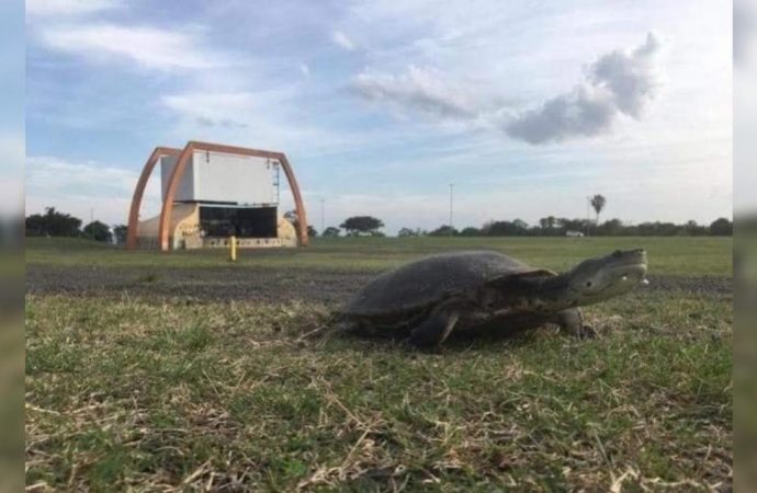 Secretaria Municipal do Meio Ambiente emite nota sobre ninhos de tartarugas encontrados no Anfiteatro Pôr do Sol