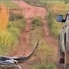 VÍDEO: Cobra de 7 metros tenta ‘dar o bote’ em caminhonete