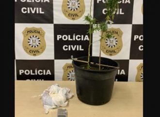 Traficantes envolvidos em homicídios são presos e apreende pés de maconha em Porto Alegre