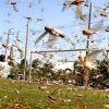 Especialistas alertam que agrotóxico usado para combater nuvem de gafanhotos pode causar sérios danos às pessoas e ao meio ambiente.