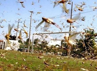 Especialistas alertam que agrotóxico usado para combater nuvem de gafanhotos pode causar sérios danos às pessoas e ao meio ambiente.