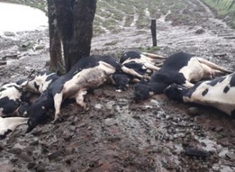 Raio mata sete vacas no interior de Não Me Toque