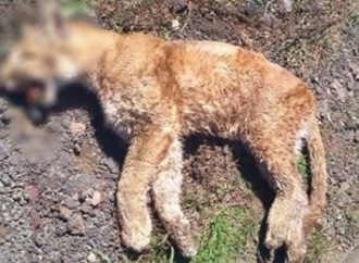 Leão Baio é encontrado morto entre Vila Lângaro e Coxilha