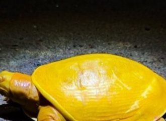 Rara tartaruga amarela é encontrada em vilarejo na Índia
