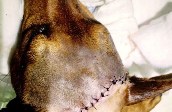 Estância Velha: Polícia Civil já identificou homem que golpeou cachorro com facão na cabeça