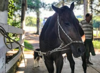 EPTC recolheu 29 cavalos no mês de julho, quase o dobro do mês anterior