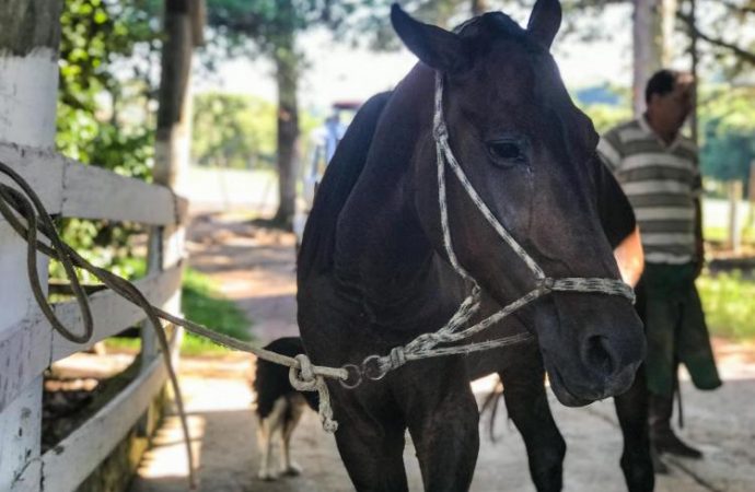 EPTC recolheu 29 cavalos no mês de julho, quase o dobro do mês anterior