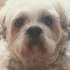 Cão entra na Justiça contra pet shop pedindo indenização por danos físicos e psicológicos