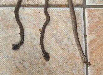 Susto em Caxias do Sul: cobras invadem moradia