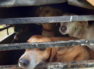 Em situação de maus-tratos, 14 cães foram resgatados