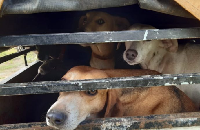 Em situação de maus-tratos, 14 cães foram resgatados